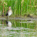 Wilson's Snipe at the water's edge