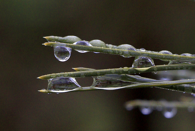 Raindrops on Ponderosa Needles