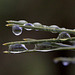 Raindrops on Ponderosa Needles