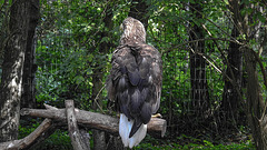 20190911 6304CPw [D~OH] Seeadler (Haliaeetus albicilla), Timmendorfer Strand