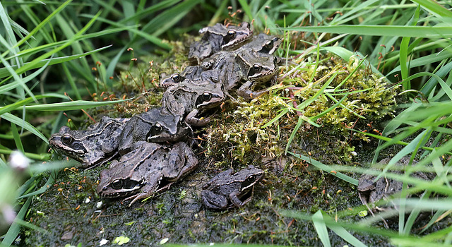 A rock of frogs