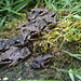 A rock of frogs
