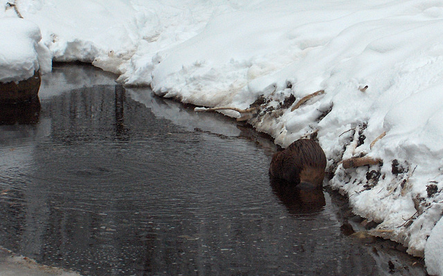 Finnish otter, not much water