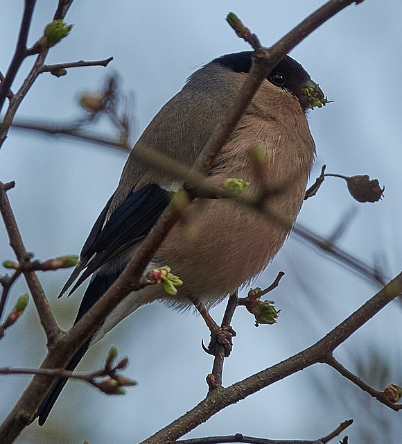 Bullfinches spotted on Sunday's walk!