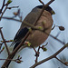 Bullfinches spotted on Sunday's walk!