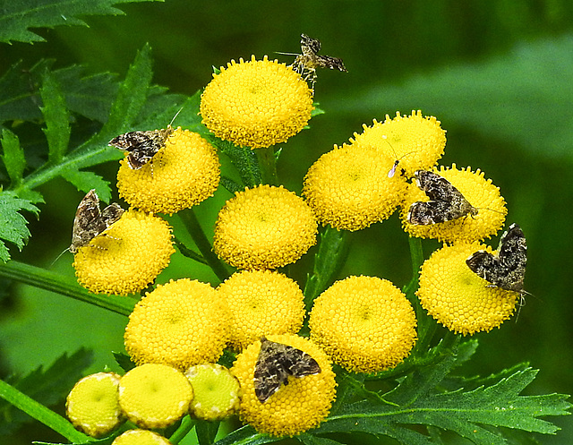 20210831 2748CPw [D~LIP] Rainfarn (Tanacetum vulgare), Brennnessel-Spreizflügelfalter (Anthophila fabriciana), UWZ, Bad Salzuflen