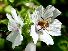 Moschus-Malve mit Biene