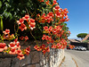 Trumpet vine