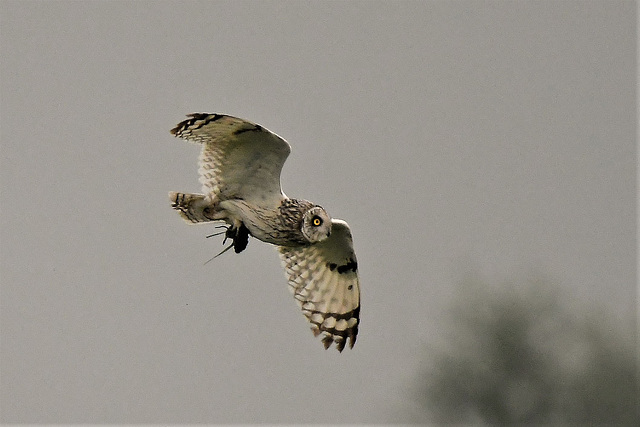 Sumpfohreule mit Beute-fliegt