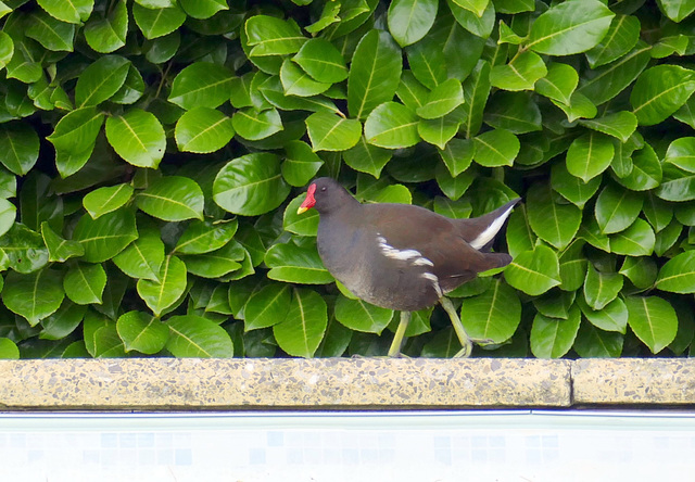 Une touriste dans notre jardin ce matin