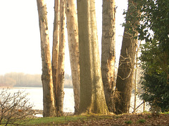 2009 February 18 - tree stand