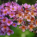 20240807 0657CPw [D~LIP] Schmetterlingsstrauch (Buddleja davidii), BS
