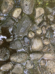 Reflections in puddle, Olive street short cut