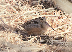 American Woodcock