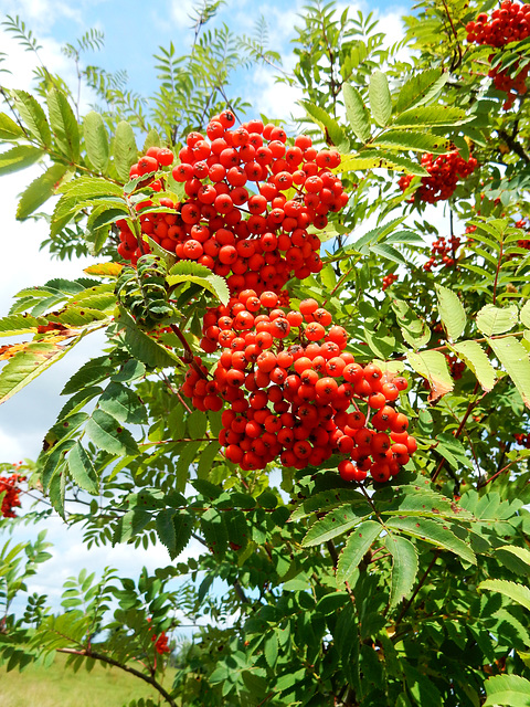 Eberesche in voller Frucht