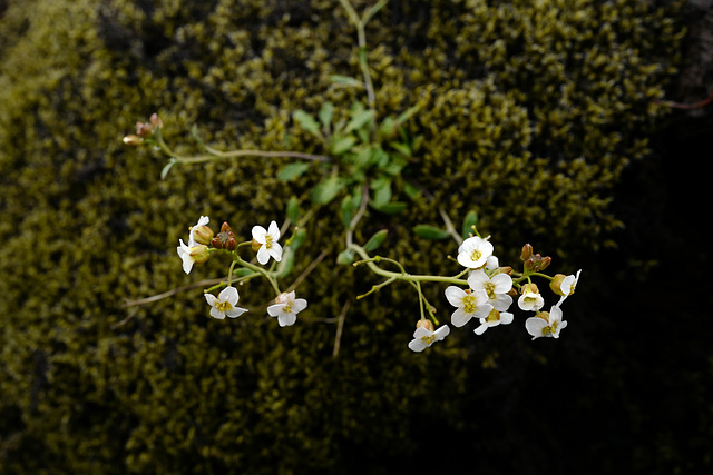 Arabidopsis petraea, Meláblom, Iceland