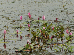 Water Smartweed