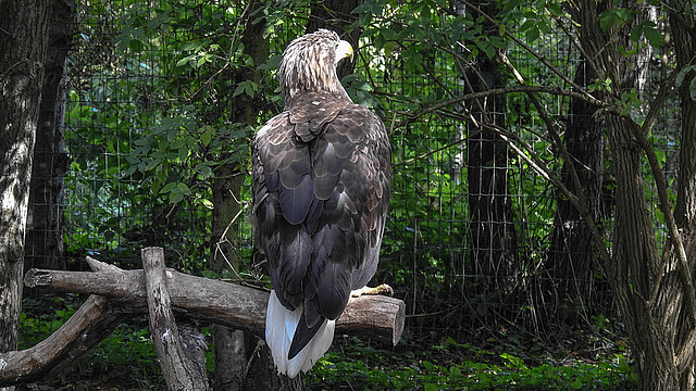 20190911 6305CPw [D~OH] Seeadler (Haliaeetus albicilla), Timmendorfer Strand