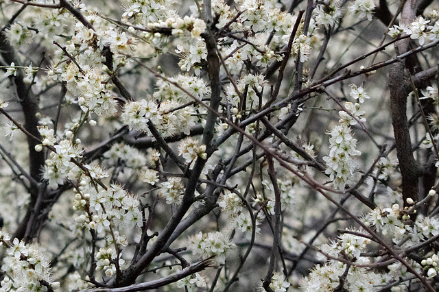 Blackthorn in flower