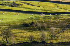 Local Landscapes usually have more sheep than trees