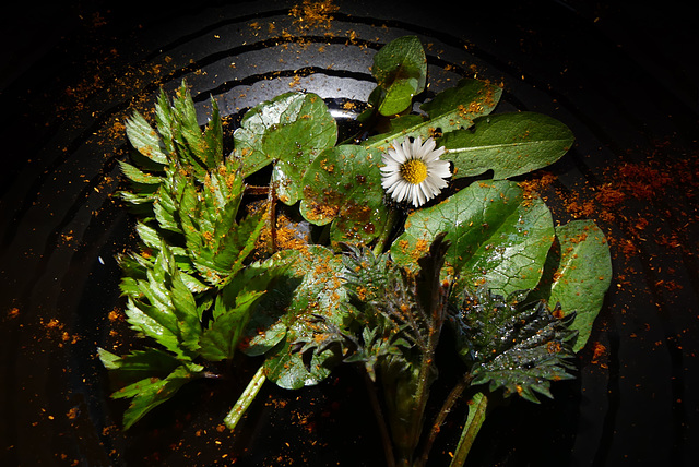 Frühlingssalat mit Dressing und Paprika gewürzt (7xPiP)