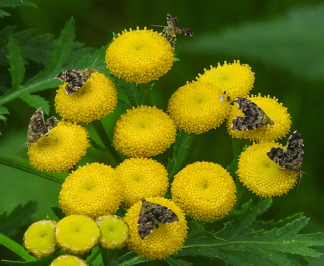 20210831 2749CPw [D~LIP] Rainfarn (Tanacetum vulgare), Brennnessel-Spreizflügelfalter (Anthophila fabriciana), UWZ, Bad Salzuflen