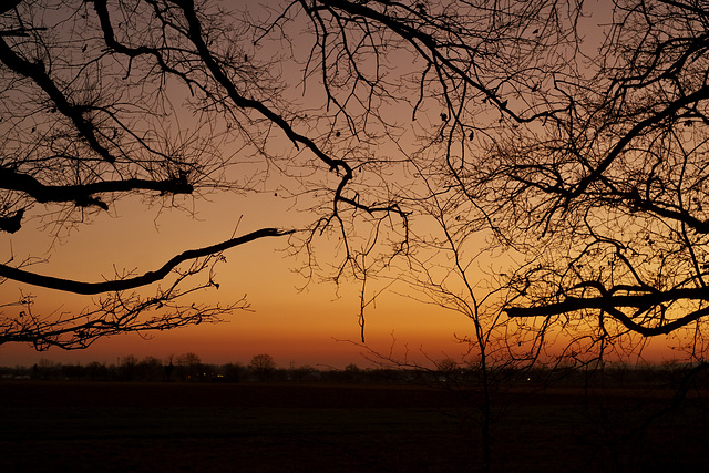 Trees in the afterglow