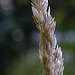 20240807 0659CPw [D~LIP] Wolliges Honiggras (Holcus lanatus), BS