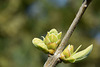 403. - 03.03.2025 - Frühlingsboten der Flora