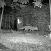 Trail Cam, fox and cub ?