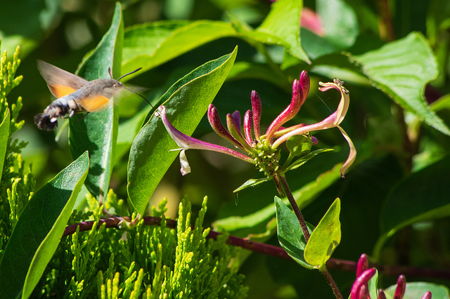 Hummingbird Hawk Moth