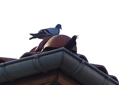 pigeon bizet et merle noir