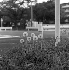 Dandelions here and there