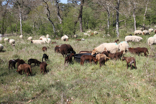 Transhumance du 5 mai 2016