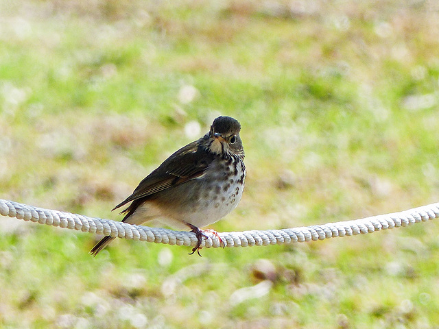 Day 6, Swainson's Thrush, Tadoussac Golf Course