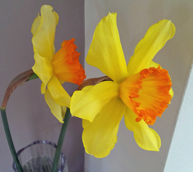 daffodils