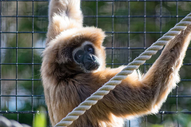 Gibbon