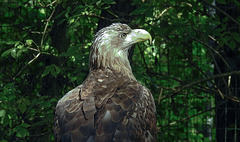 20190911 6306CPw [D~OH] Seeadler (Haliaeetus albicilla), Timmendorfer Strand