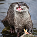 Asian short claw otter