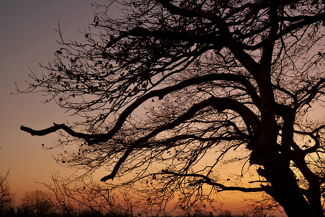 Trees in the afterglow