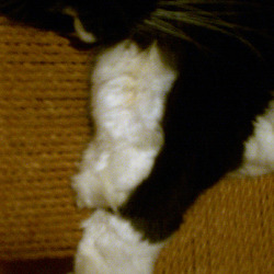 2009 February 16 - kitty paws 2009 February 16 - kitty paws