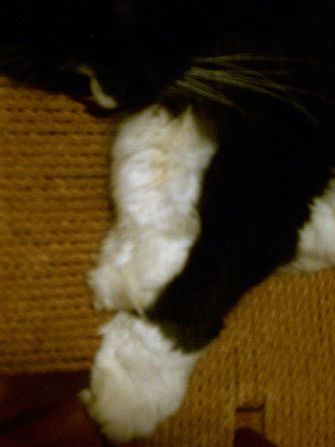 2009 February 16 - kitty paws