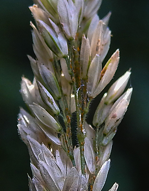 20240807 0661CPw [D~LIP] Wolliges Honiggras (Holcus lanatus), BS