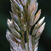 20240807 0661CPw [D~LIP] Wolliges Honiggras (Holcus lanatus), BS