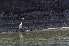 Stadtbesuch ... P.i.P. (© Buelipix) Stadtbesuch ... P.i.P. (© Buelipix)