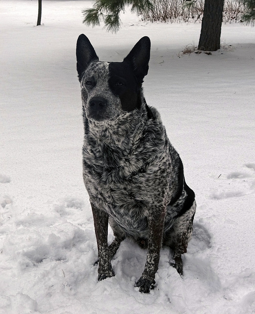 Flicka on his 9th Birthday 1st March 2015