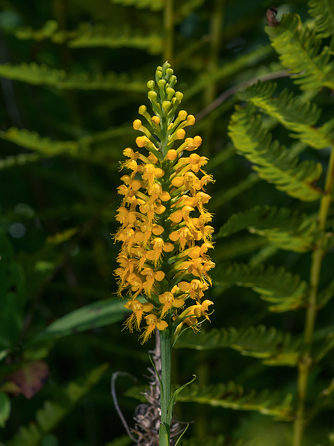 Platanthera cristata (Crested fringed orchid)