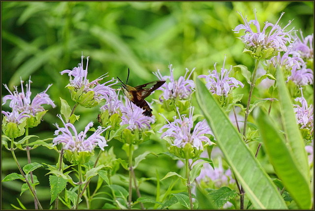 Clear-Winged Hummingbird Moth (Hemaris Thysbe)