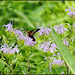 Clear-Winged Hummingbird Moth (Hemaris Thysbe)