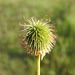 Yellow Avens seedhead